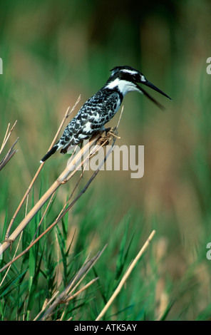 Lesser Pied Kingfisher / Graufischer Stock Photo