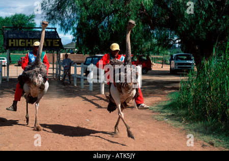 South African Ostrich / Suedafrikanischer Strauss Stock Photo