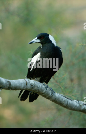 Australian Magpie / Floetenvogel Stock Photo
