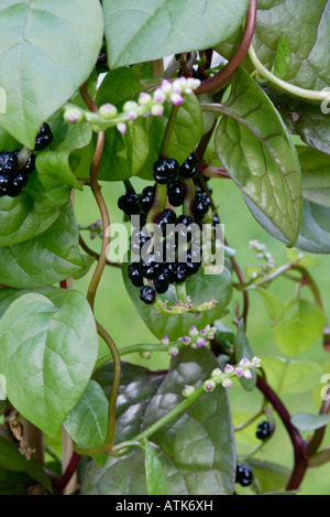 Malabar Spinach / Ceylon Spinach / Malabar-Spinat / Ceylon-Spinat Stock Photo