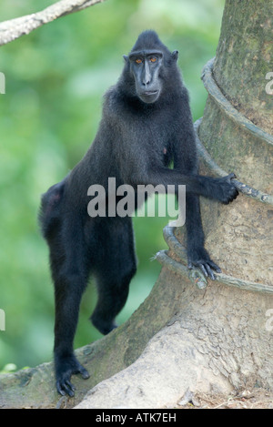Celebes Macaque, Macaca nigra, standing on hind legs, long arms