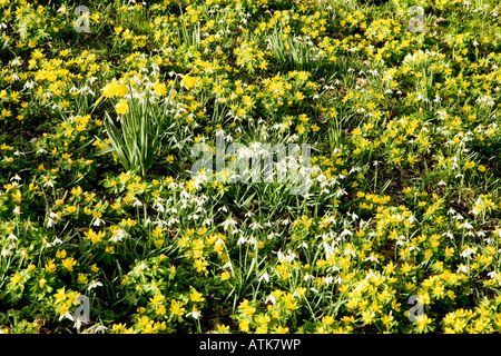 Winter Aconites Latin name:Eranthis hyemalis , Snowdrops latin name: Galanthus nivalis and Daffodils latin name: Narcissus Stock Photo