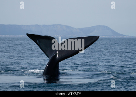 Southern Right Whale Up Close Stock Photo - Alamy