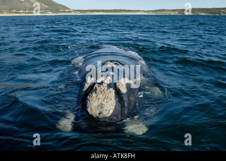Southern Right Whale Stock Photo - Alamy