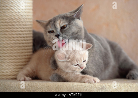 British Shorthair Cat Stock Photo