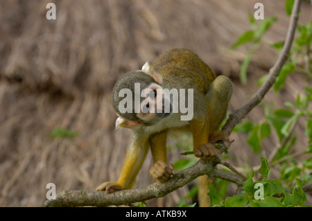 Bolivian Squirrel Monkey Saimiri boliviensis Stock Photo