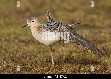 Buff-breasted Sandpiper stretching wing Stock Photo
