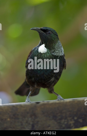 Tui perched on a fence Stock Photo