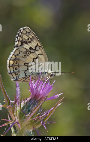 Balkan Marbled White Butterfly feeding on thistle flower Stock Photo