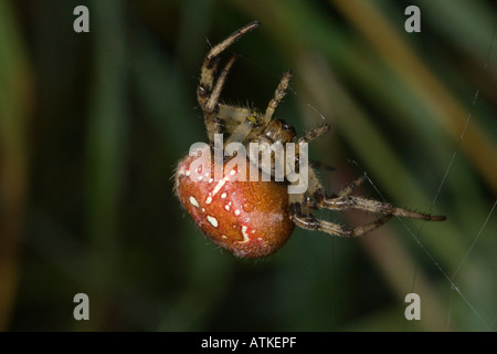 Common Garden Orb-weaver Spider (Araneus quadratus) sitting on web Stock Photo