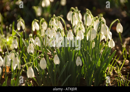 Close up of snowdrops snowdrop white flower flowers flowering in winter spring garden (galanthus nivalis) England UK United Kingdom GB Great Britain Stock Photo