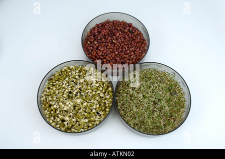 Beans and sprouts Stock Photo