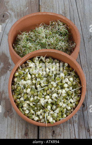 Sprouts Stock Photo