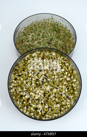 Sprouts Stock Photo