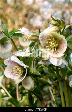 HELLEBORUS X HYBRIDUS AFTER A SPRING SHOWER OF RAIN Stock Photo