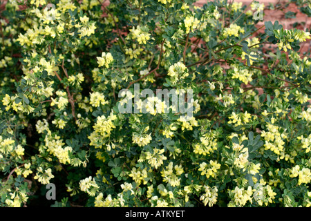 CORONILLA VALENTINA SUBSP GLAUCA CITRINA AGM GROWING AGAINST A SOUTH FACING WALL IN DEVON UK Stock Photo