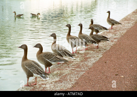 wild geese at canal de bourgogne port plaisance Dijon France Stock Photo