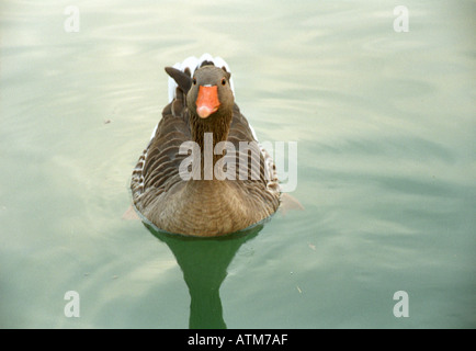 wild goose at canal de bourgogne port plaisance Dijon France Stock Photo