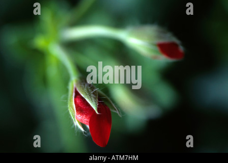 Red geranium flowers - Pelargonium Stock Photo