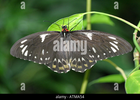 Extreme closeup of a dark coloured native butterfly of tropical Queensland rests in a the rain forest Australia Stock Photo