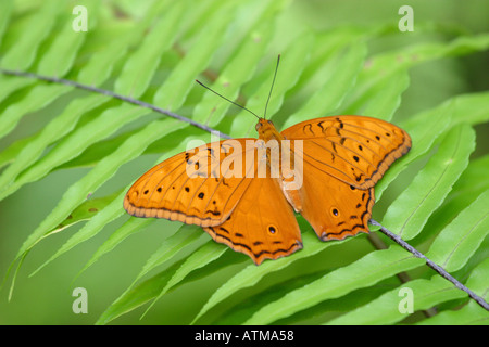 Bright orange tropical rainforest Cruiser butterfly Vindula arsinoe native of Queensland rainforest Australia Stock Photo