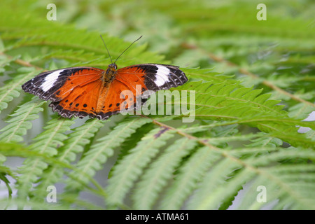 Colourful bright orange butterfly rests on a lush green leaf in a tropical rainforest Cairns Queensland Australia Stock Photo