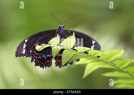 Colourful native male birdwing Ornithoptera priamus butterfly rests on a leaf in the tropical rainforest at Kuranda Cairns Queen Stock Photo