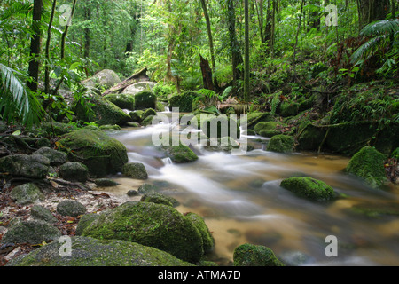 Popular tourist destination the Mossman Gorge tropical rainforest near Port Douglas north Queensland Australia Stock Photo