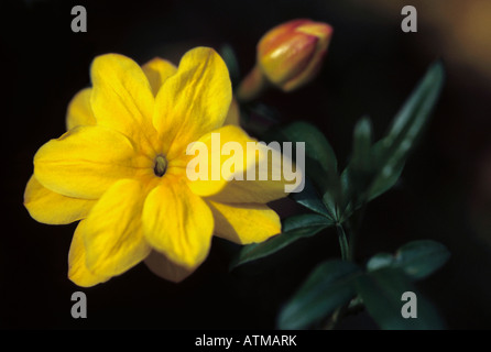 Jasminum nudiflorum flower - Yellow jasmin Stock Photo