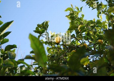 Lemon Tree, Ithaca, Greece Stock Photo