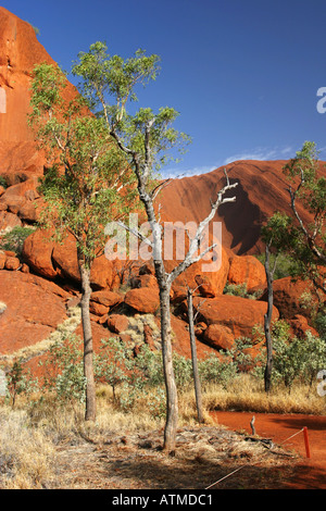 The circular hiking path around Ayers rock Uluru is bright red in early morning sunlight outback desert red center Australia Stock Photo