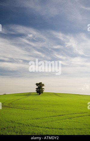 Lonely green tree in the middle of a meadow field against a blue sky ...