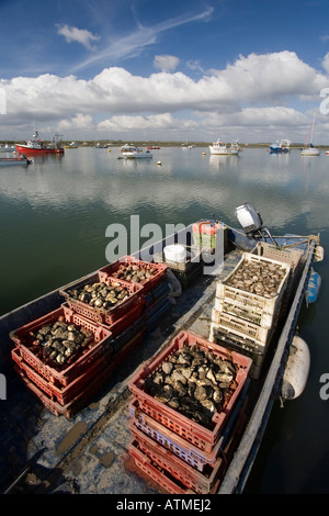 WORLD FAMOUS  OYSTERS RECENTLY CAUGHT AT WEST MERSEA NEAR COLCHESTER ESSEX Stock Photo