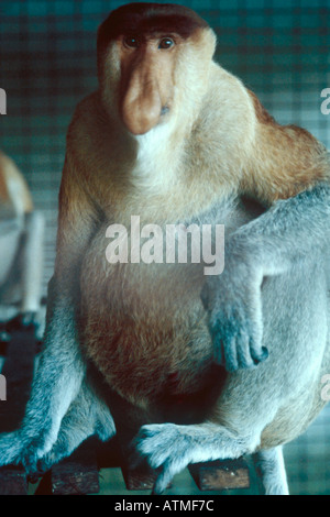 Male Proboscis Monkey in Sabah Orang Utan Rehabilitation Centre Stock Photo