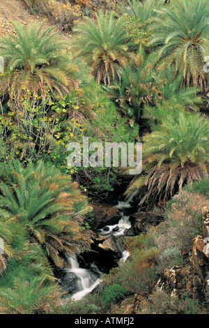Cretan Date Palms Phoenix theophrastii in Datca Peninsula Turkey Stock Photo