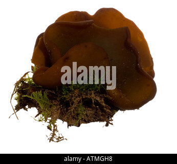 Bay Cup fruiting body Surrey England September Stock Photo