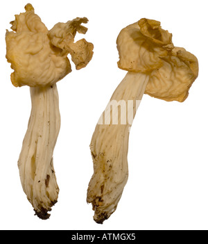 White Helvella or White Saddle Helvella crispa. Front rear Views Surrey England October Stock Photo