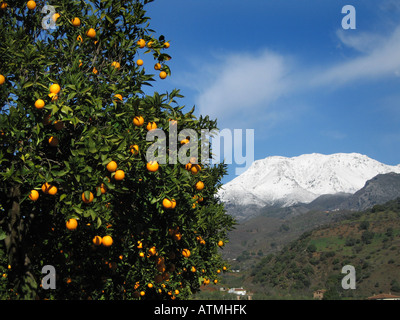 Ripe fruit on the orange trees at Mijas, Andalucia, Spain. The snow-capped mountains of the Sierra de Mijas in the distance Stock Photo