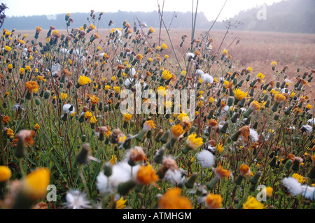 Field Company – DandyLion