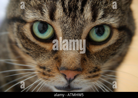 Large adult male Mackerel Tabby cat staring at the camera with big green eyes Stock Photo