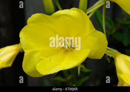 Large flowered Evening primrose, oenothera glazioviana Stock Photo