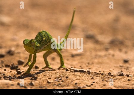 A dwarf chamaeleon Chamaeleon Pumilus Stock Photo