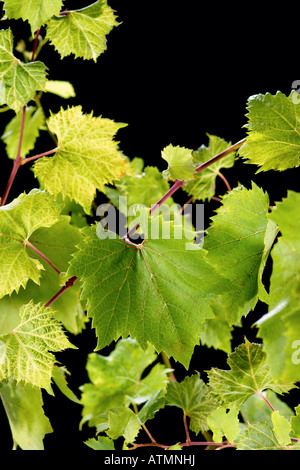 grape vine Stock Photo