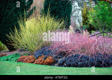 winter garden shrubs. Stock Photo