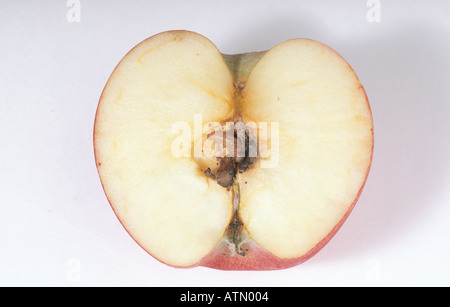 Codling moth grub in apple Stock Photo