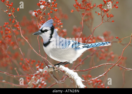Blue Jay Perched in Snow Covered Multiflora Rose Berries Stock Photo