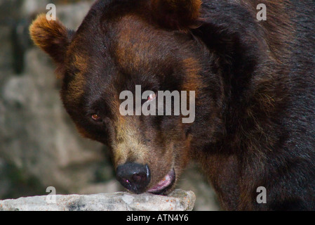 A headshot of a Grizzly bear looking at the camera with one eye and the other glancing behind Stock Photo