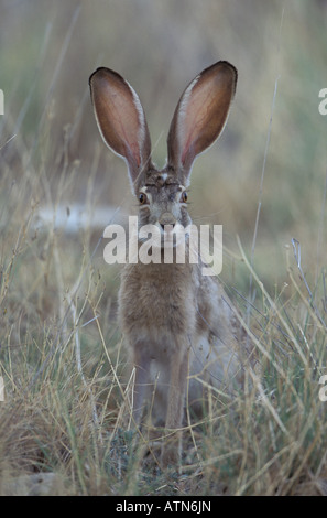 The black-tailed jackrabbit (Lepus californicus), or American desert ...