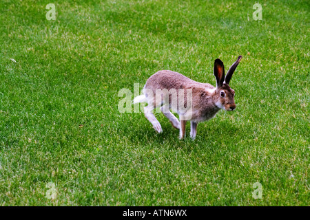 Jackrabbit hopping on green lawn in Regina Saskatchewan Canada Stock Photo