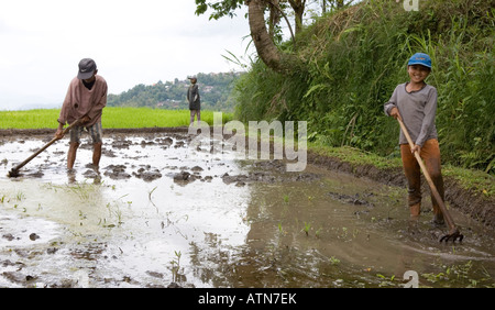 Local Balinese People  Working In Rice Paddy Fields Ubud Bali Indonesia Stock Photo